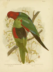 Rotflügel-Lori oder Rotflügel-Papagei, 1891